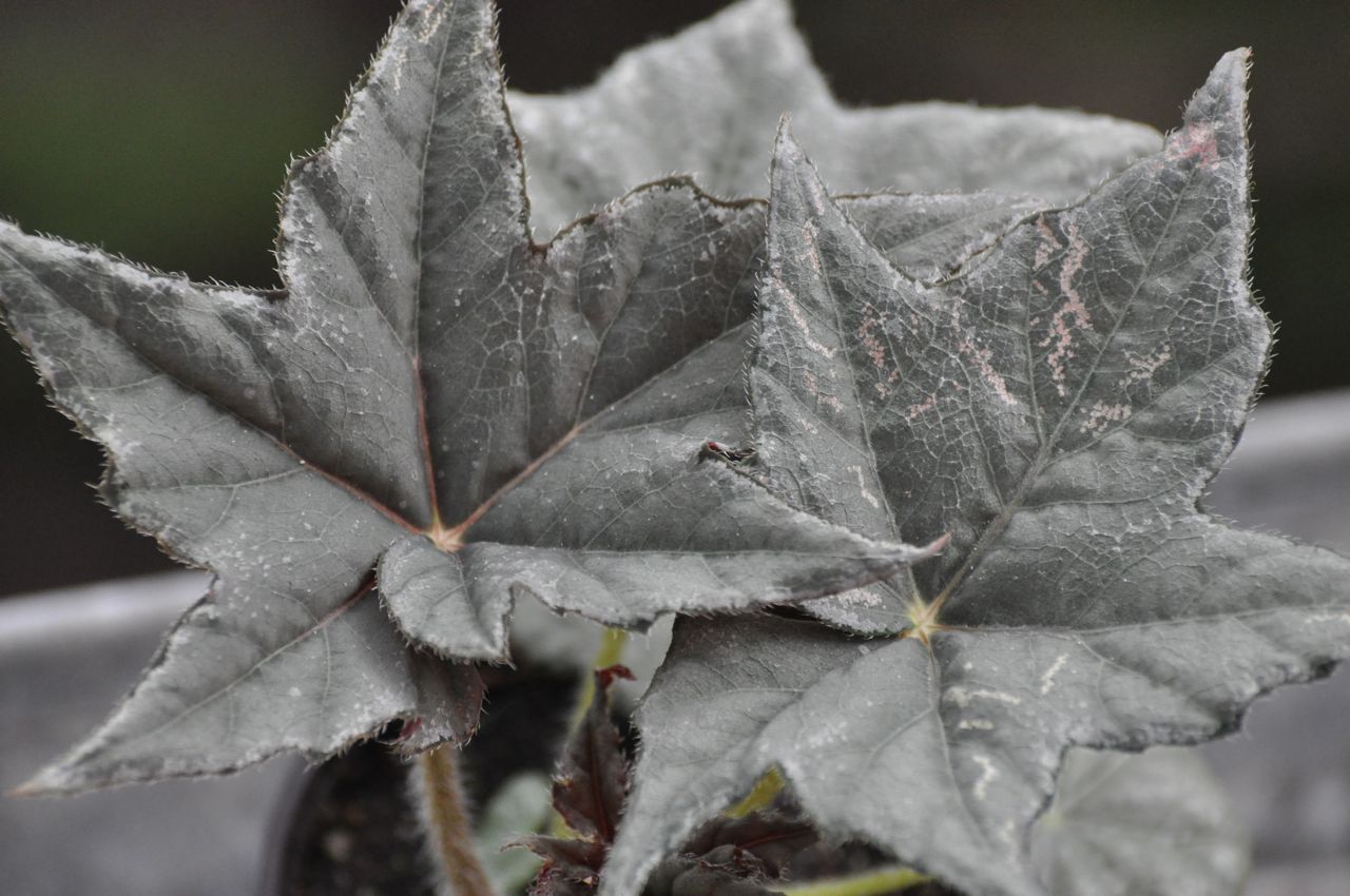 B. ‘Greypuss’